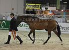 VELENA V